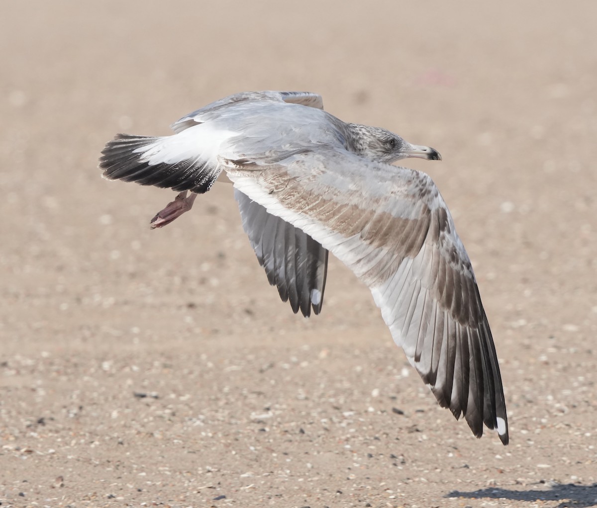 American Herring Gull - ML626044239