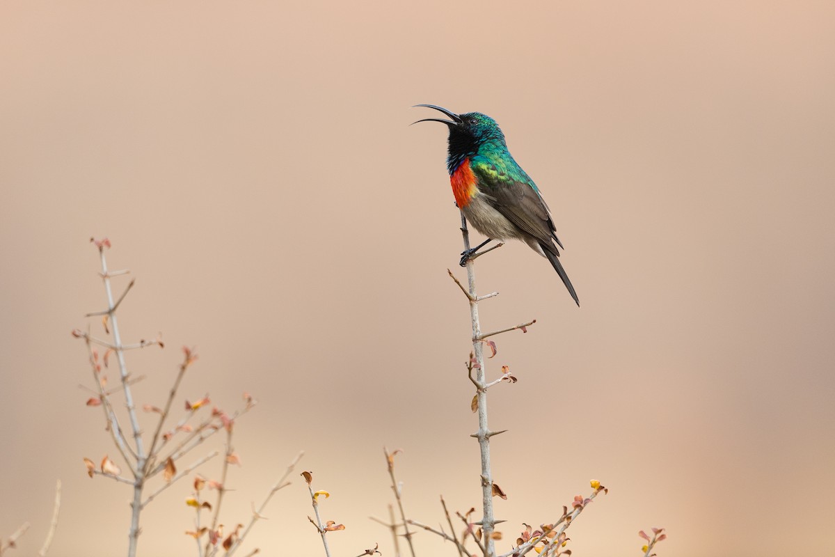 Greater Double-collared Sunbird - ML626044290