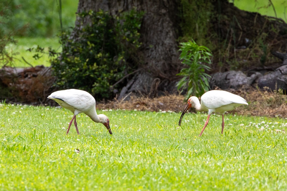 White Ibis - ML626044511