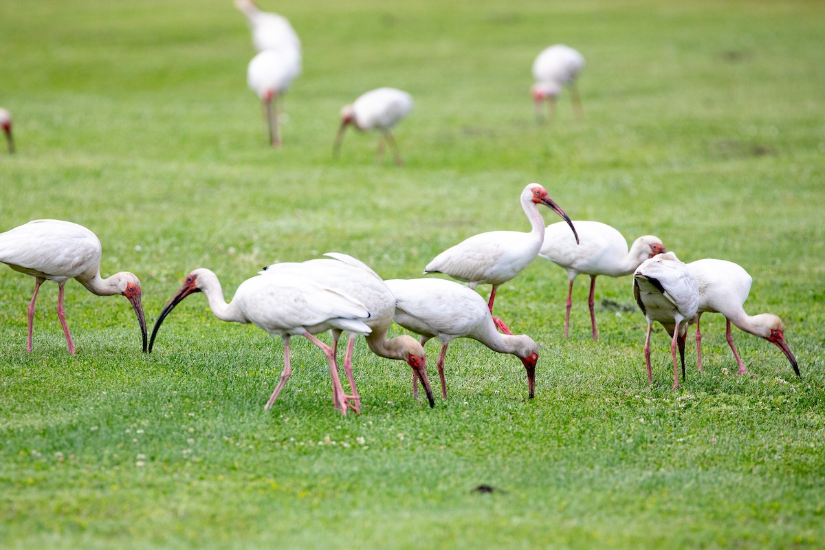 White Ibis - ML626044512