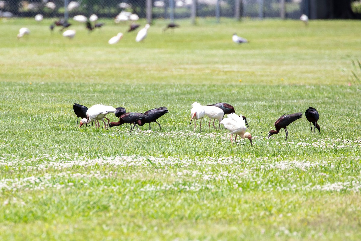 Glossy Ibis - ML626044548