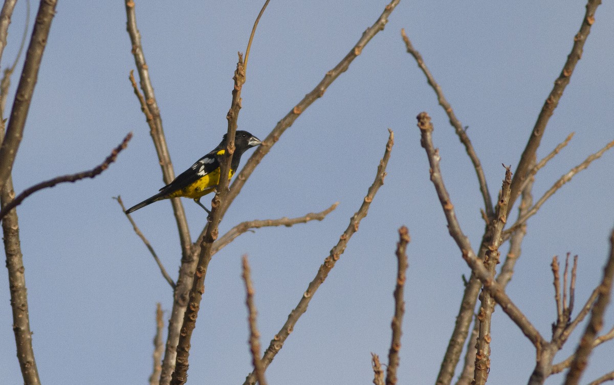 Black-backed Grosbeak - ML626044616