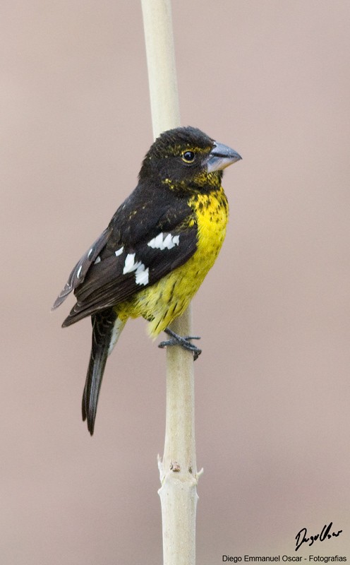 Black-backed Grosbeak - ML626044654