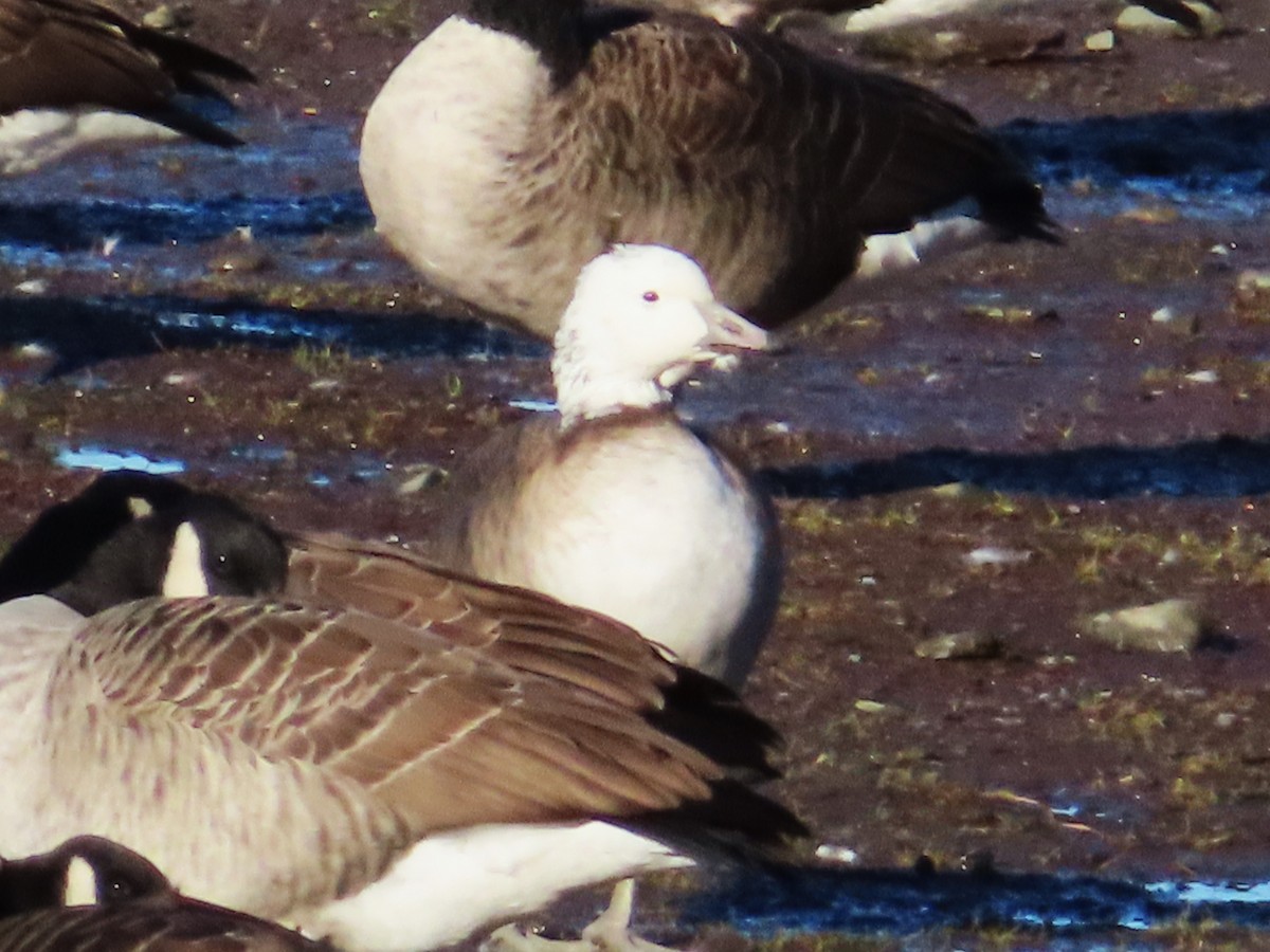 Snow x Canada Goose (hybrid) - ML626044692