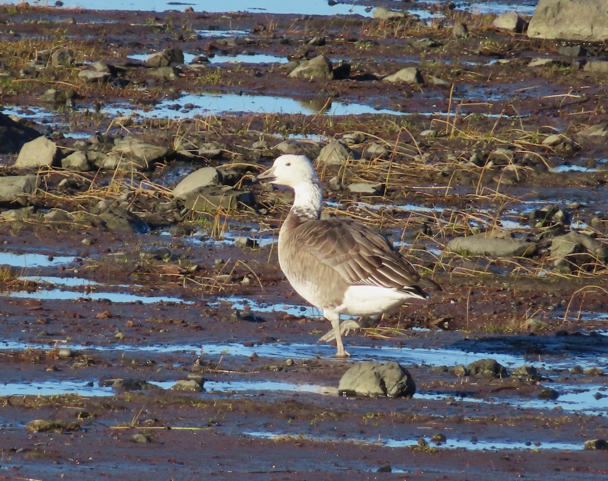 Snow x Canada Goose (hybrid) - ML626044699