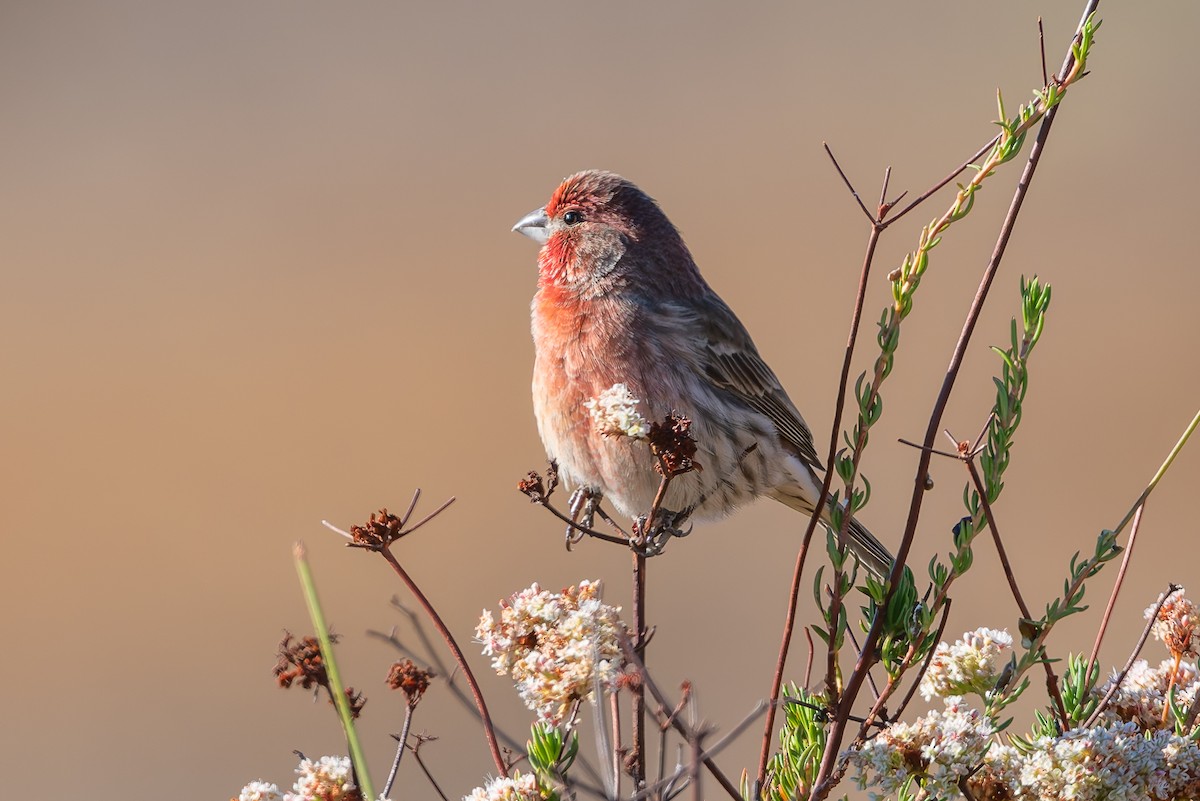 House Finch - ML626044749