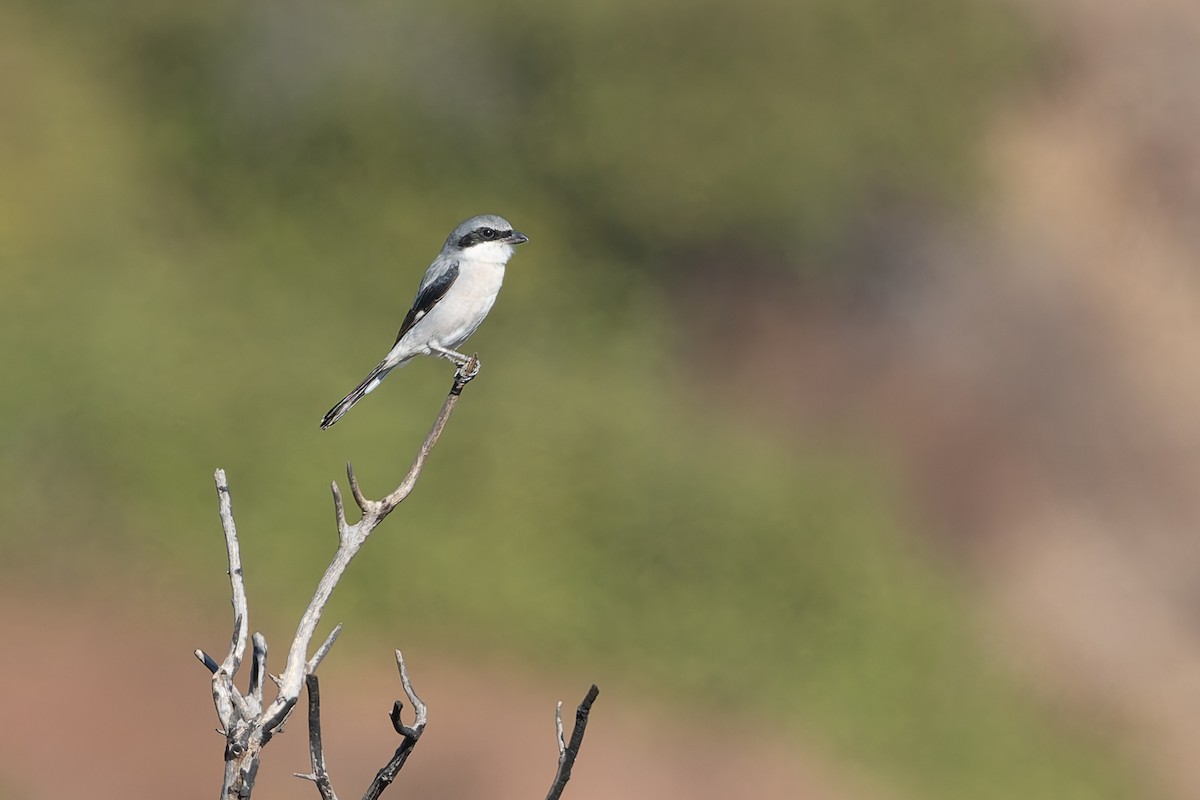 Loggerhead Shrike - ML626044757