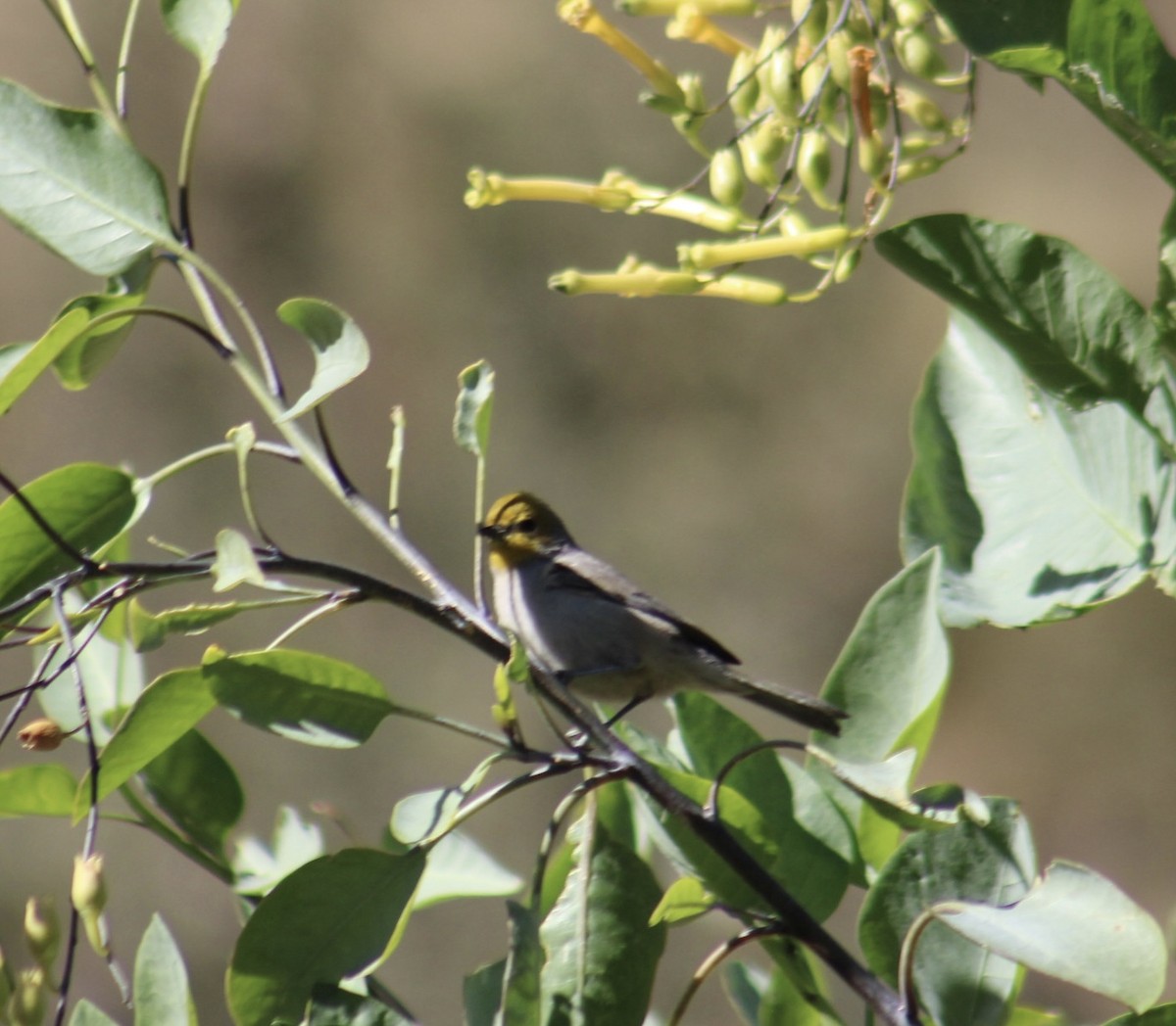 Verdin - ML626044776