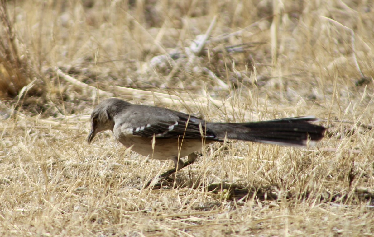 drozdec mnohohlasý - ML626044797