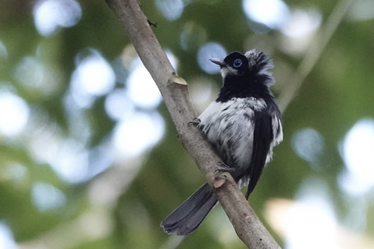 Pied Monarch - ML626044944