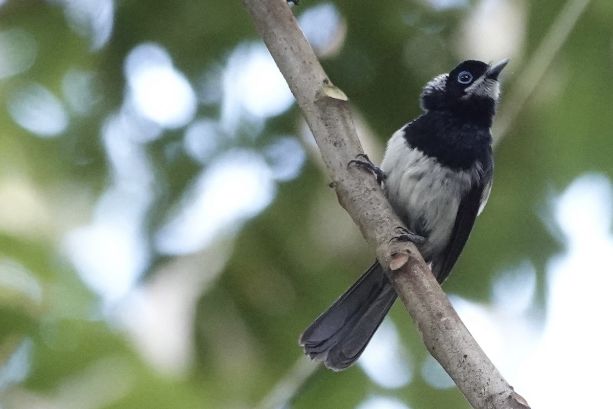 Pied Monarch - ML626045178