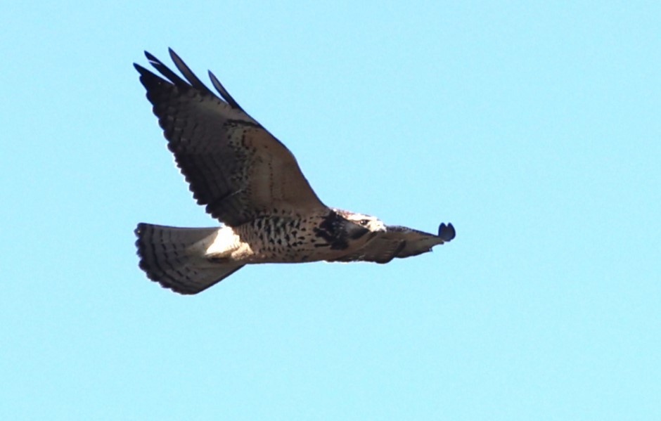 Swainson's Hawk - ML626045208