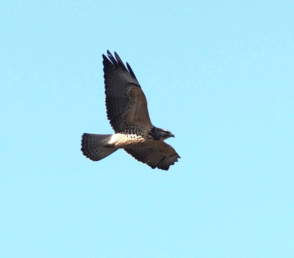 Swainson's Hawk - ML626045209