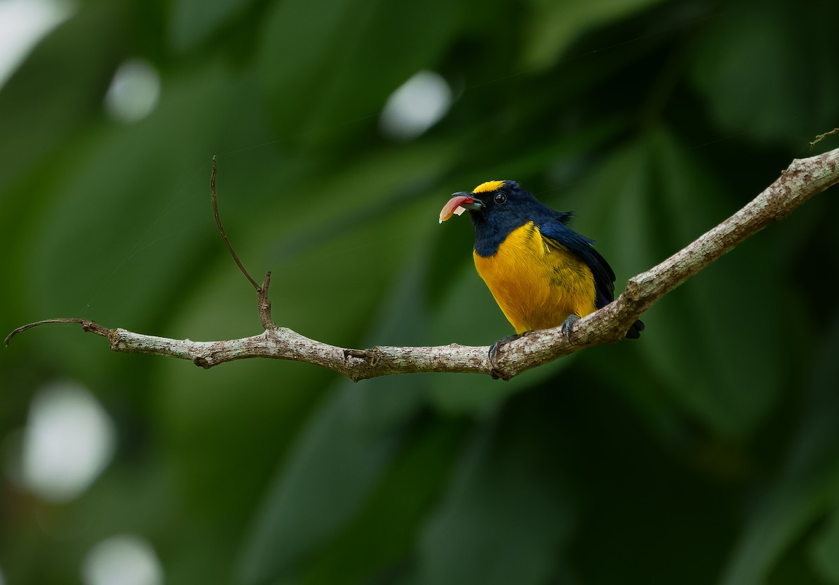 Fulvous-vented Euphonia - ML626045456