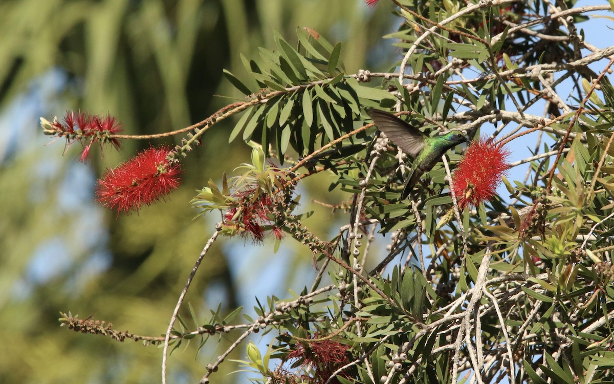 Mexiko-Veilchenohrkolibri - ML626045595