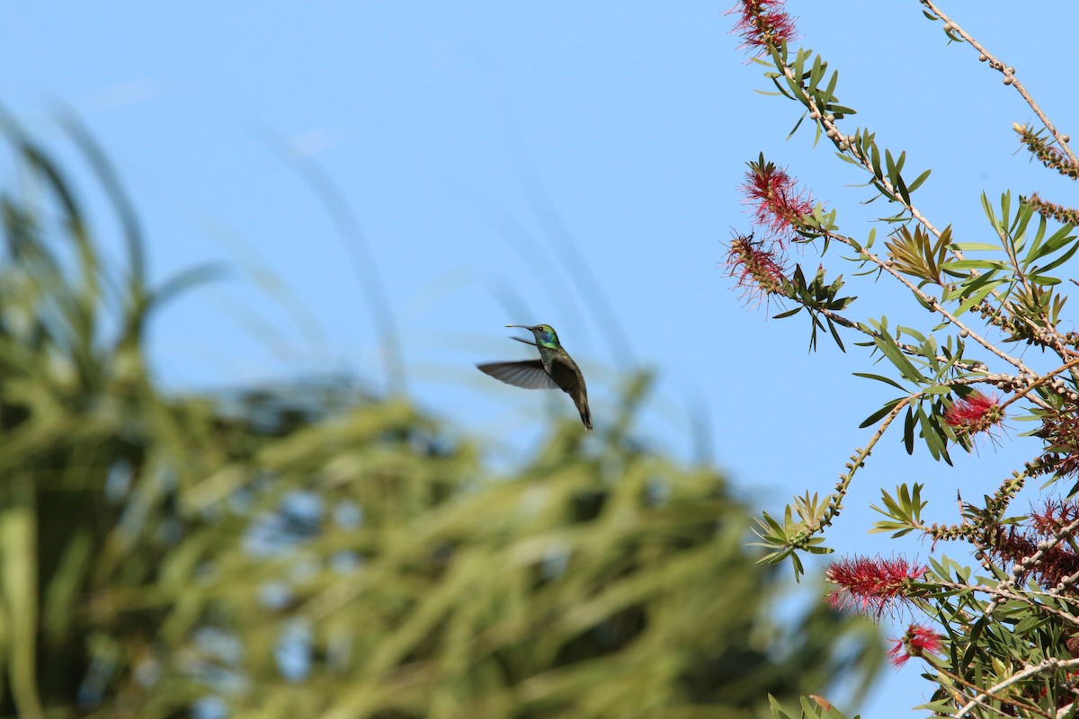 Mexiko-Veilchenohrkolibri - ML626045596