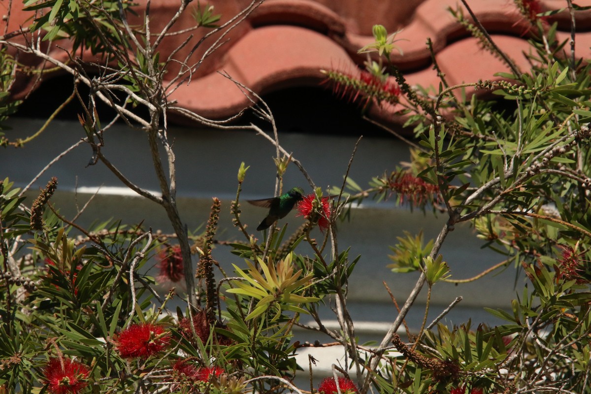 Mexiko-Veilchenohrkolibri - ML626045597