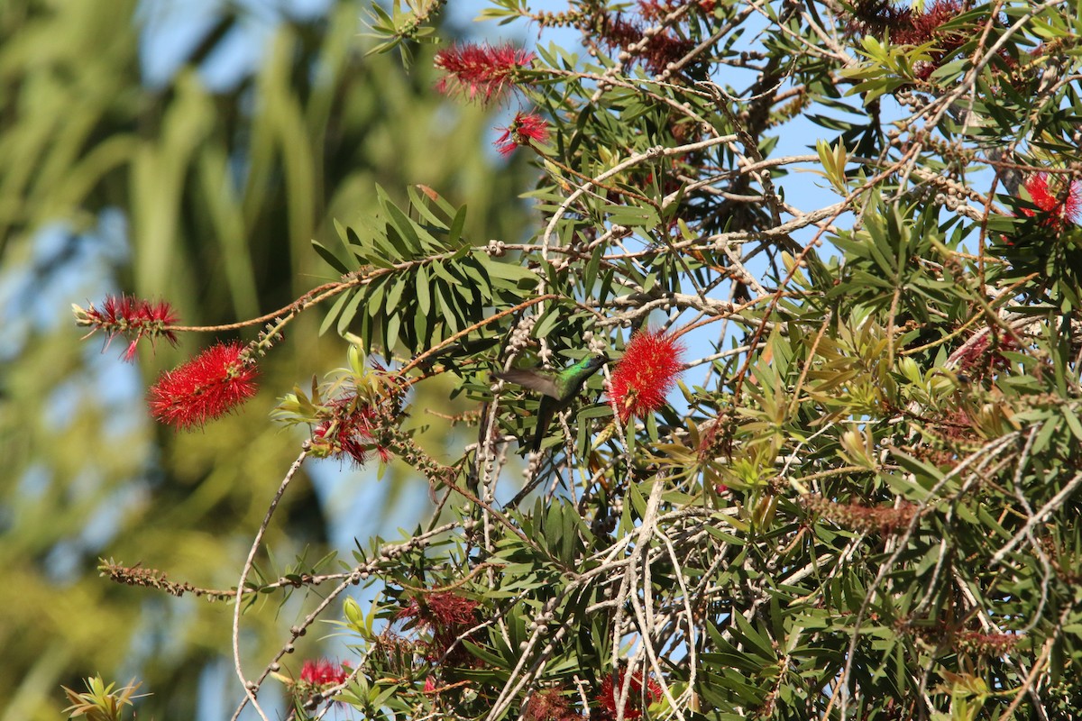 Mexiko-Veilchenohrkolibri - ML626045598