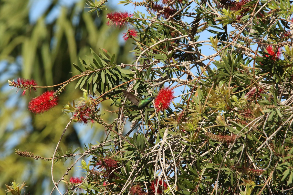 Mexiko-Veilchenohrkolibri - ML626045599