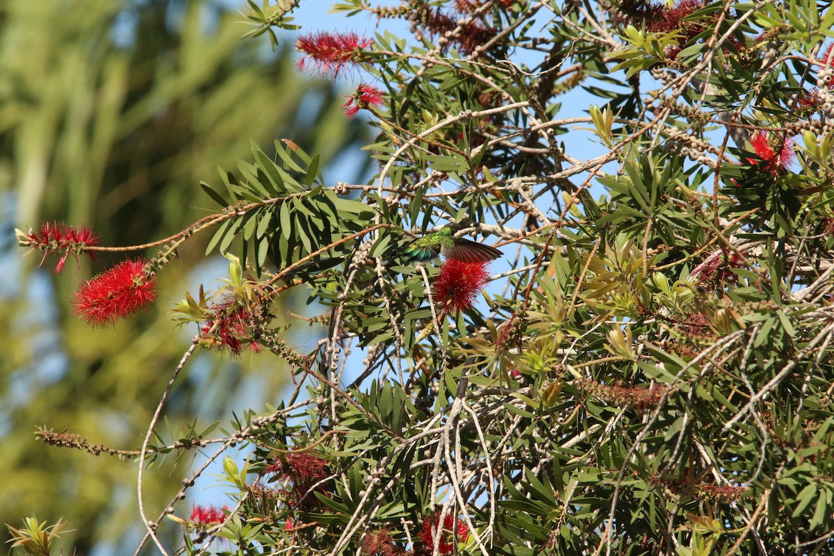 Mexiko-Veilchenohrkolibri - ML626045600