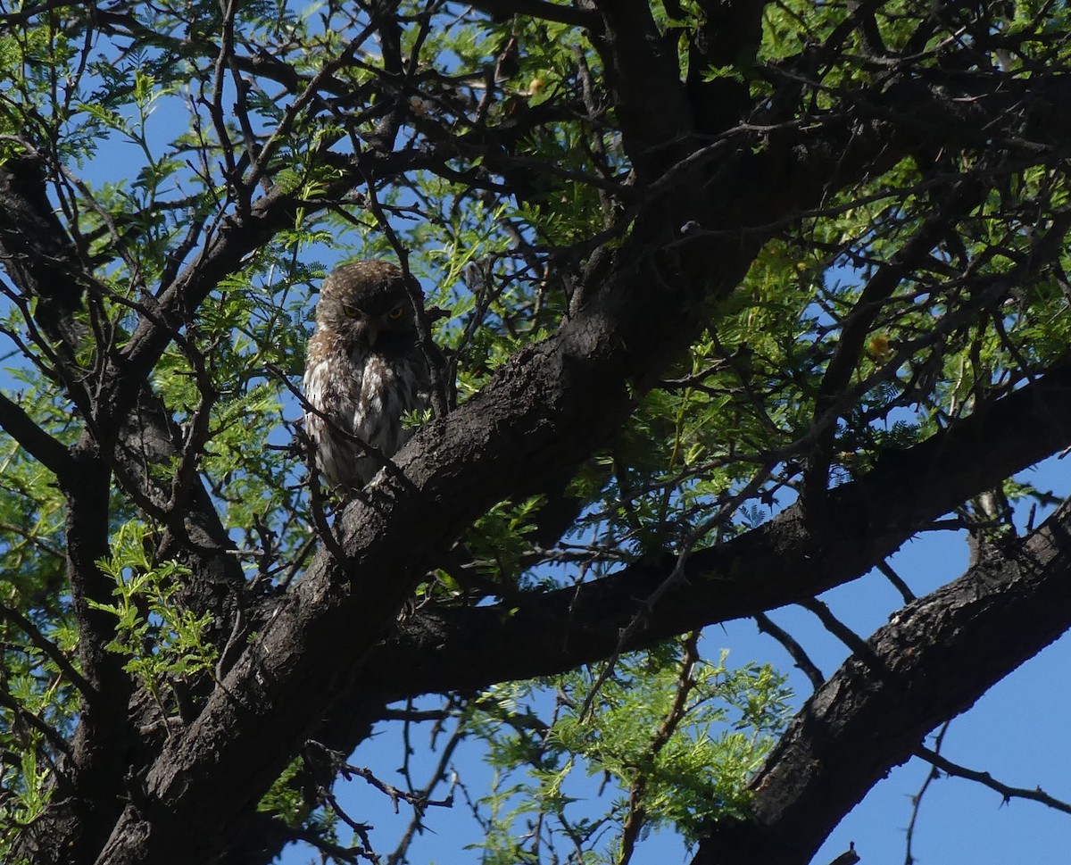 Austral Pygmy-Owl - ML626045605