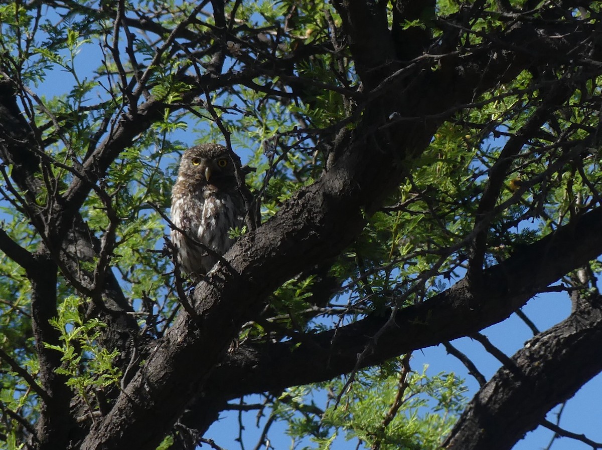 Austral Pygmy-Owl - ML626045606