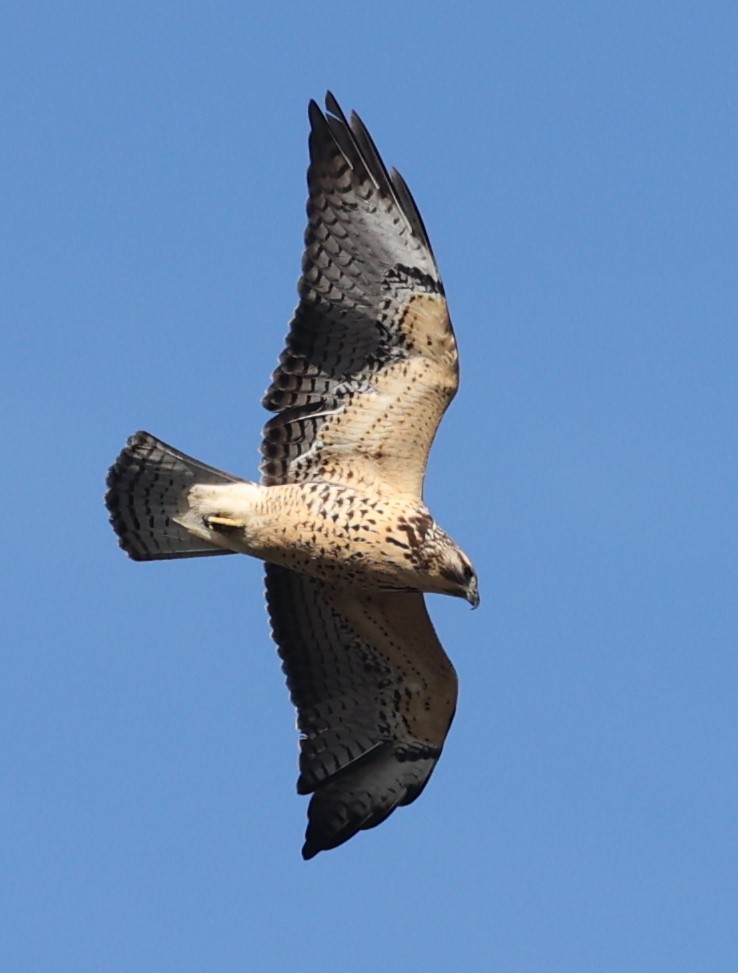 Swainson's Hawk - ML626045659