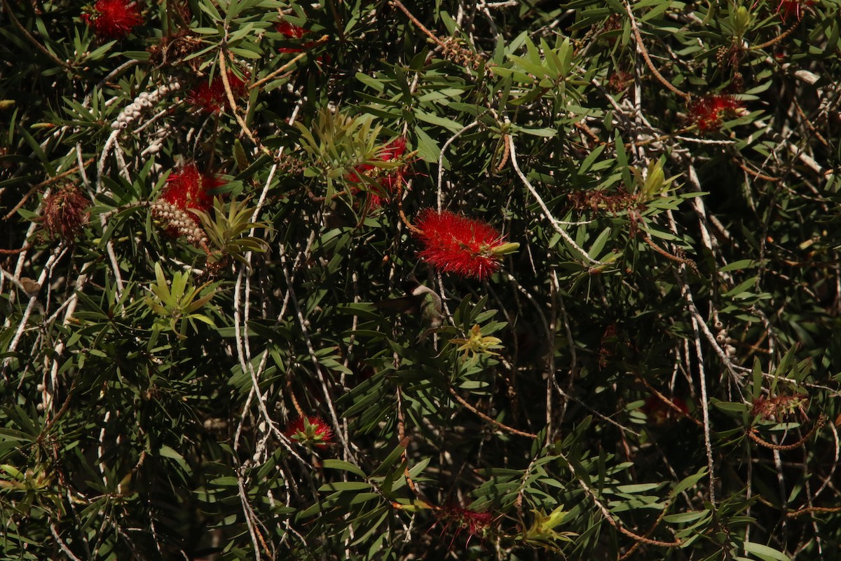 Rubinkehlkolibri - ML626045665