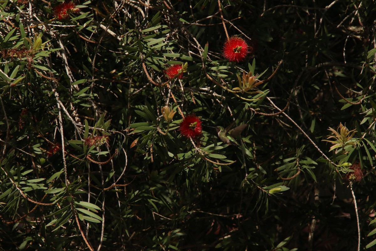 Rubinkehlkolibri - ML626045666