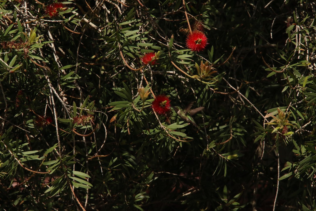 Rubinkehlkolibri - ML626045667