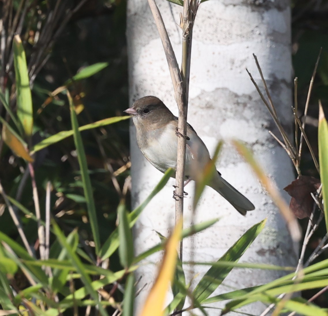 Dark-eyed Junco - ML626045685