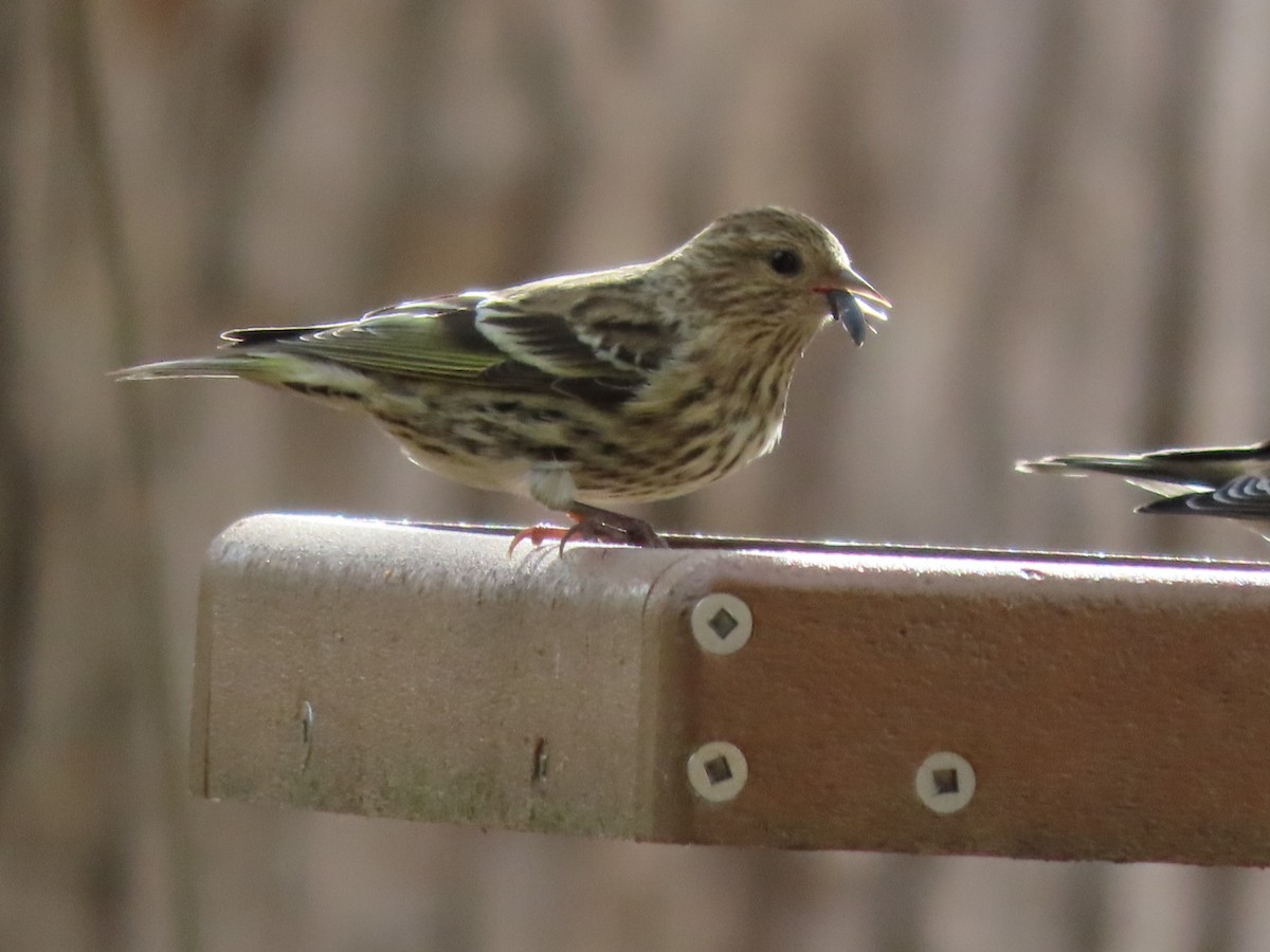 Pine Siskin - ML626045735