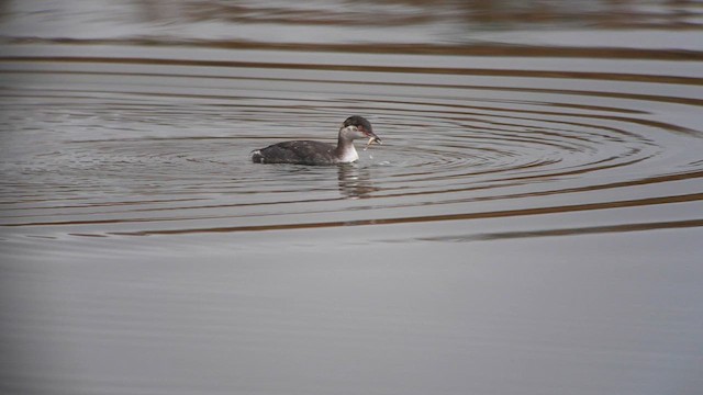 Horned Grebe - ML626045782