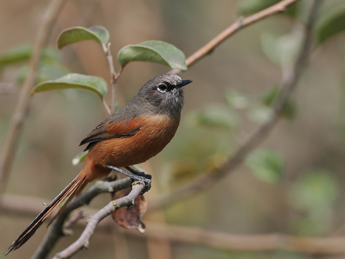 Russet-bellied Spinetail - ML626045875