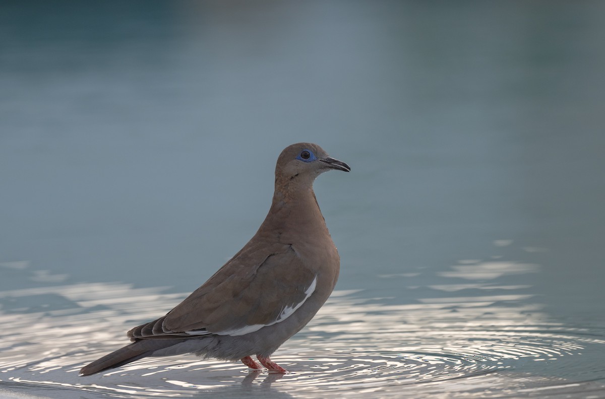 West Peruvian Dove - ML626046063