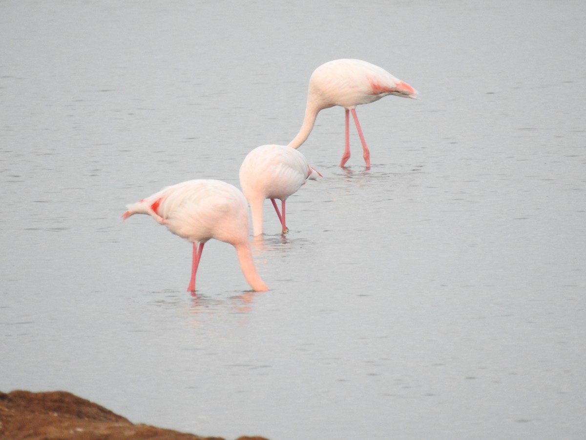 Flamant rose - ML626046094