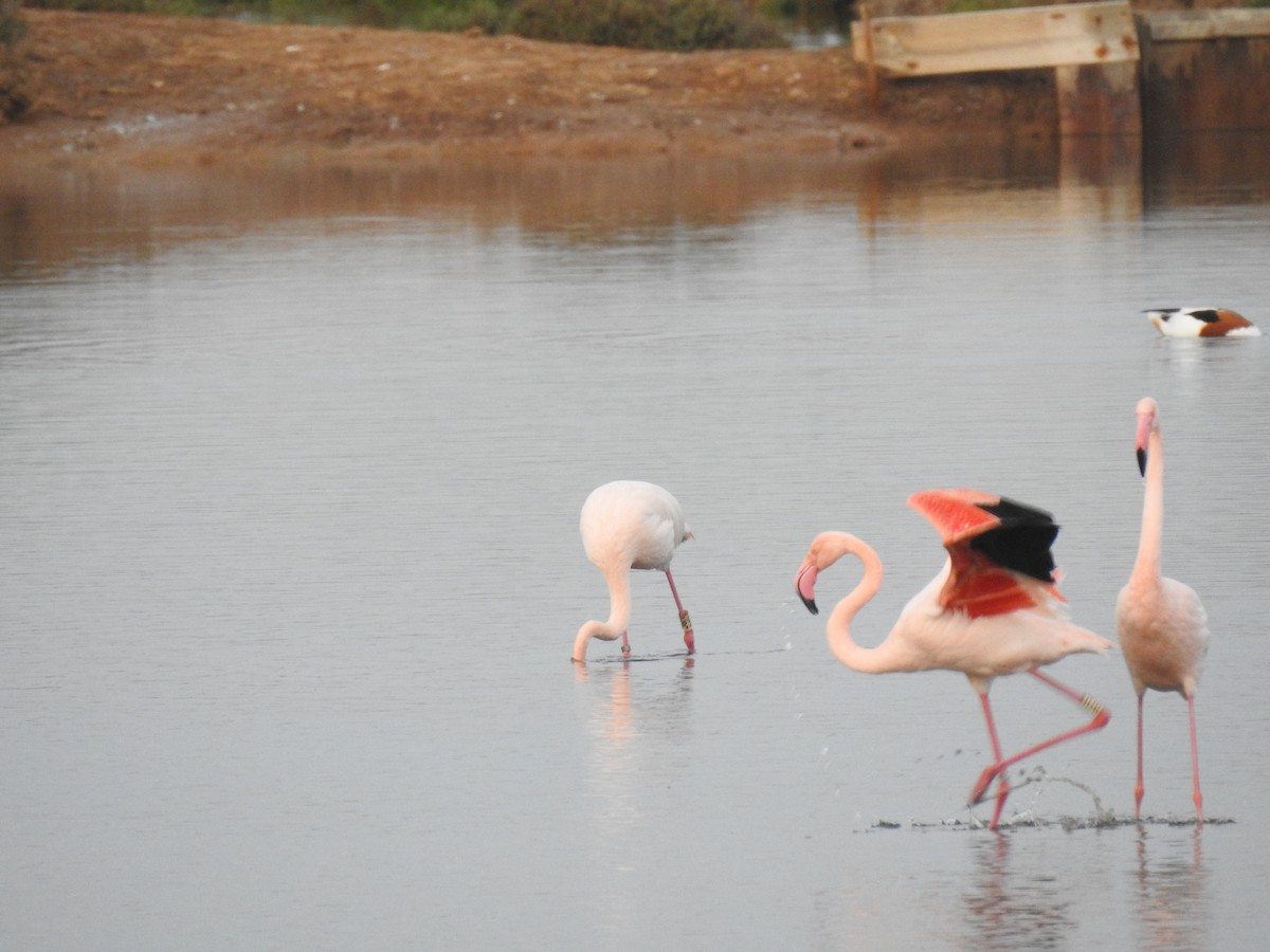 Flamant rose - ML626046095