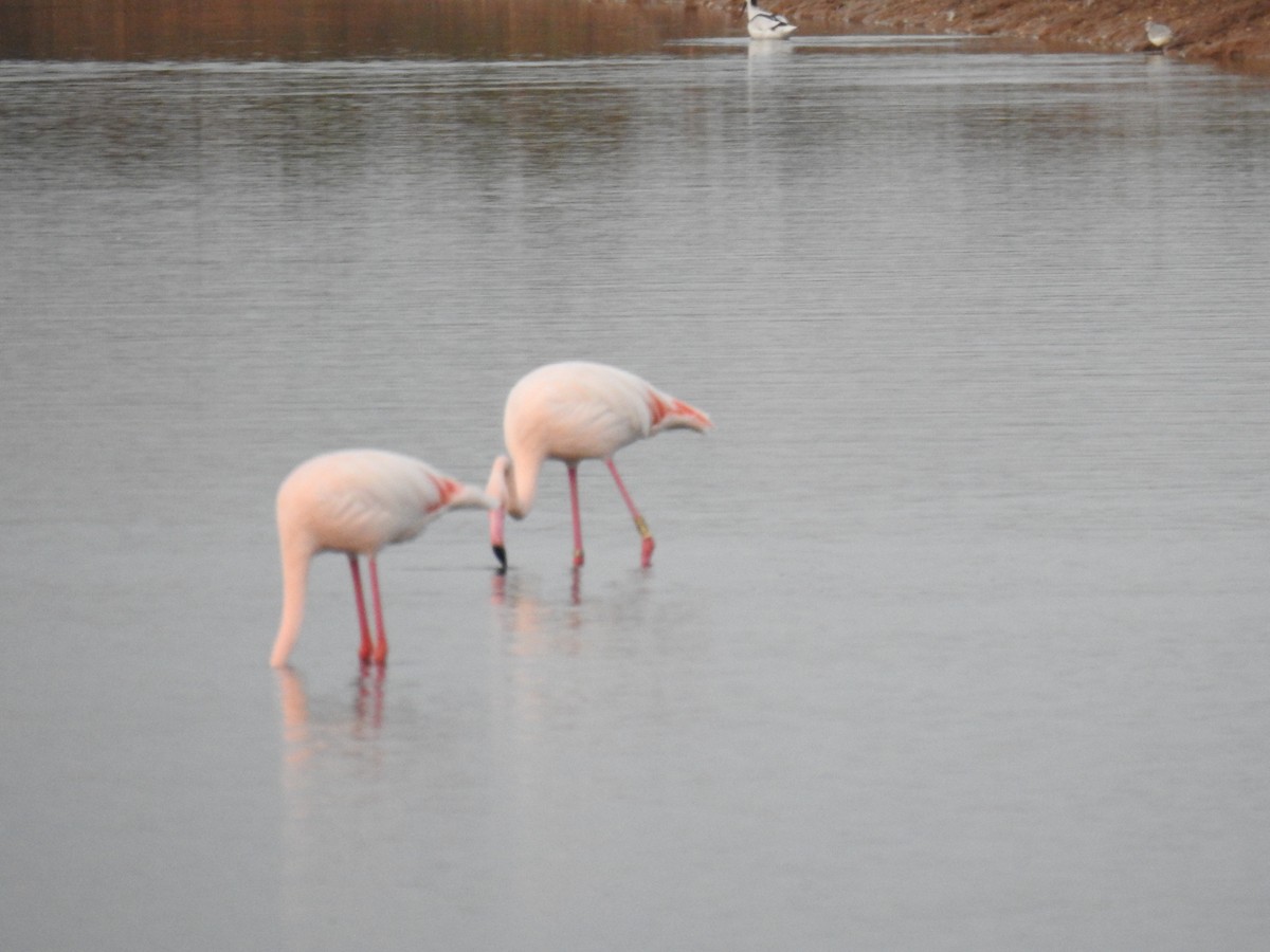 Flamant rose - ML626046096