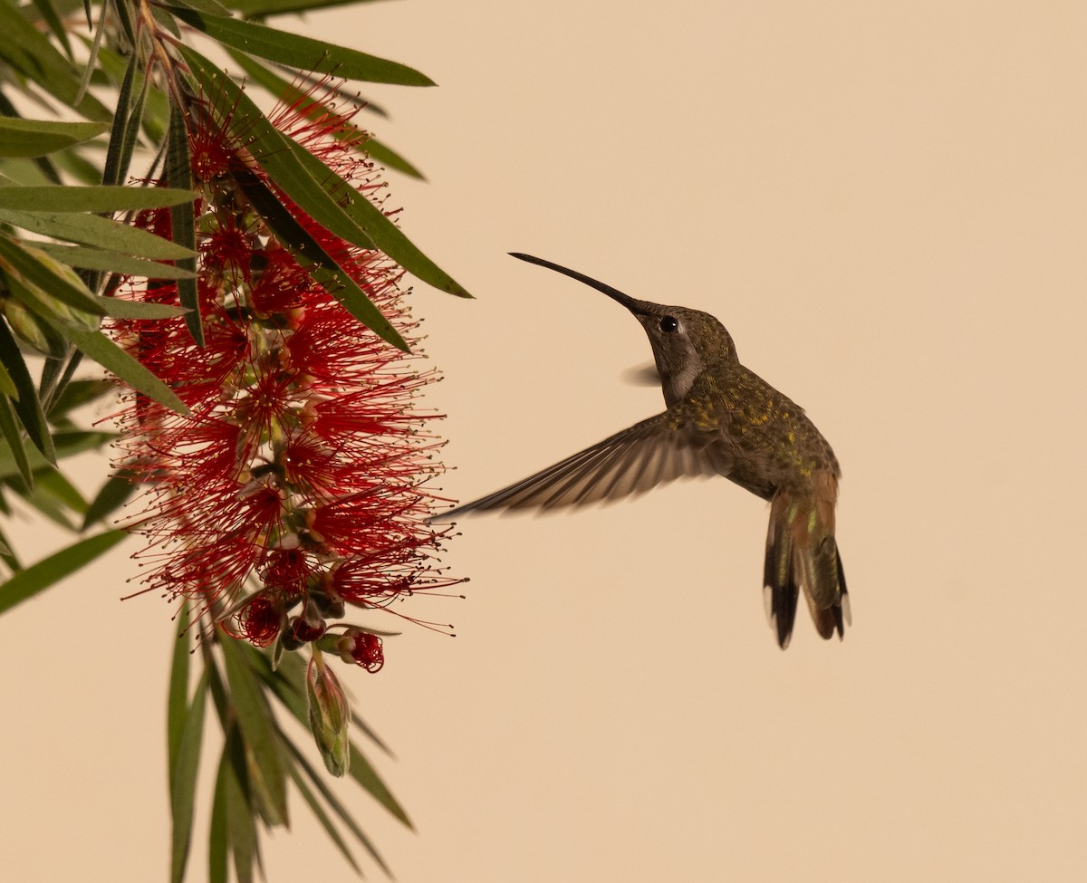 Oasis Hummingbird - ML626046156