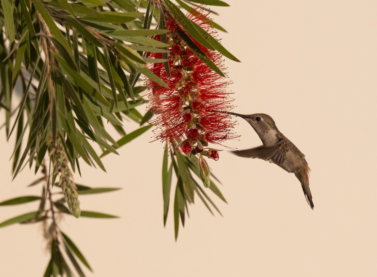 Oasis Hummingbird - ML626046168