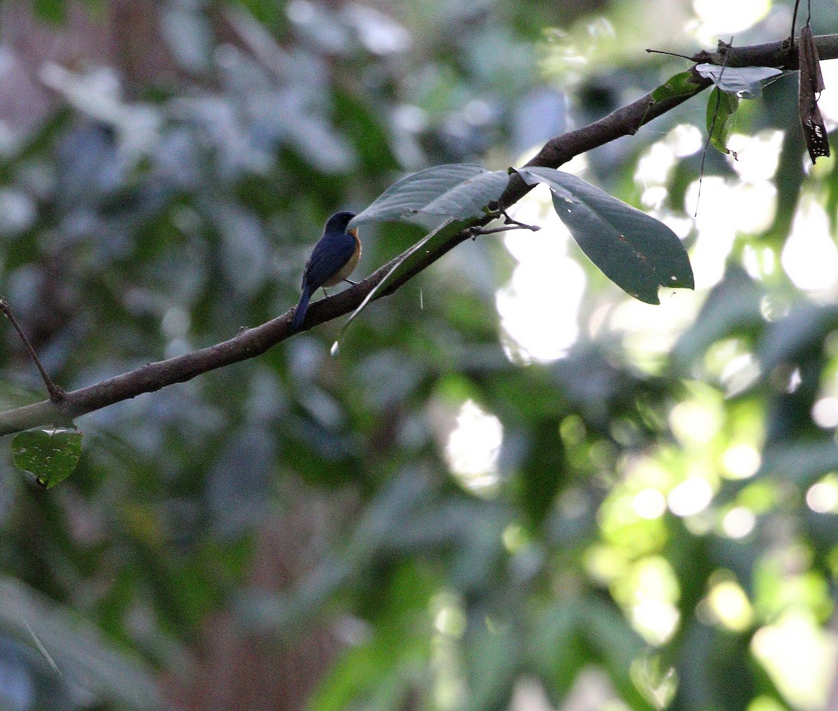 Javan Blue Flycatcher - ML626046201
