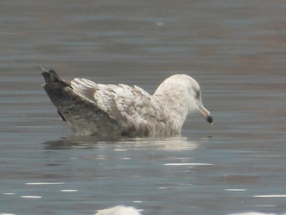 goéland ou mouette sp. - ML626046357