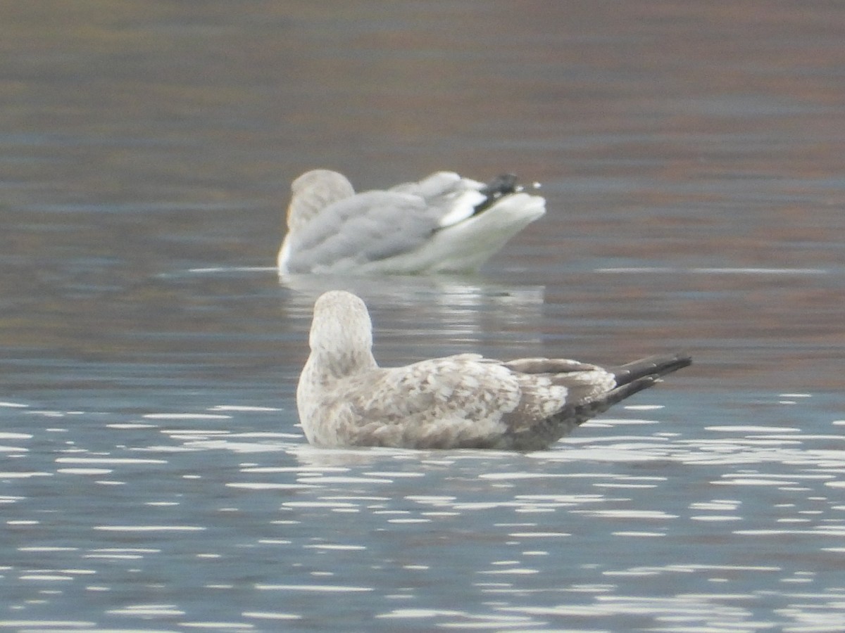 goéland ou mouette sp. - ML626046358