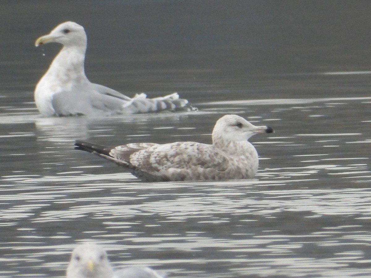 goéland ou mouette sp. - ML626046359