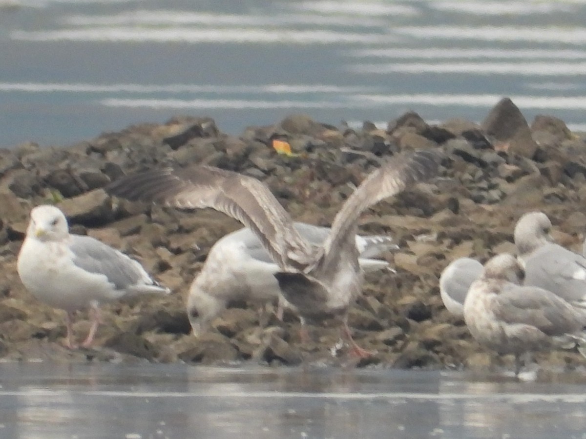 goéland ou mouette sp. - ML626046360