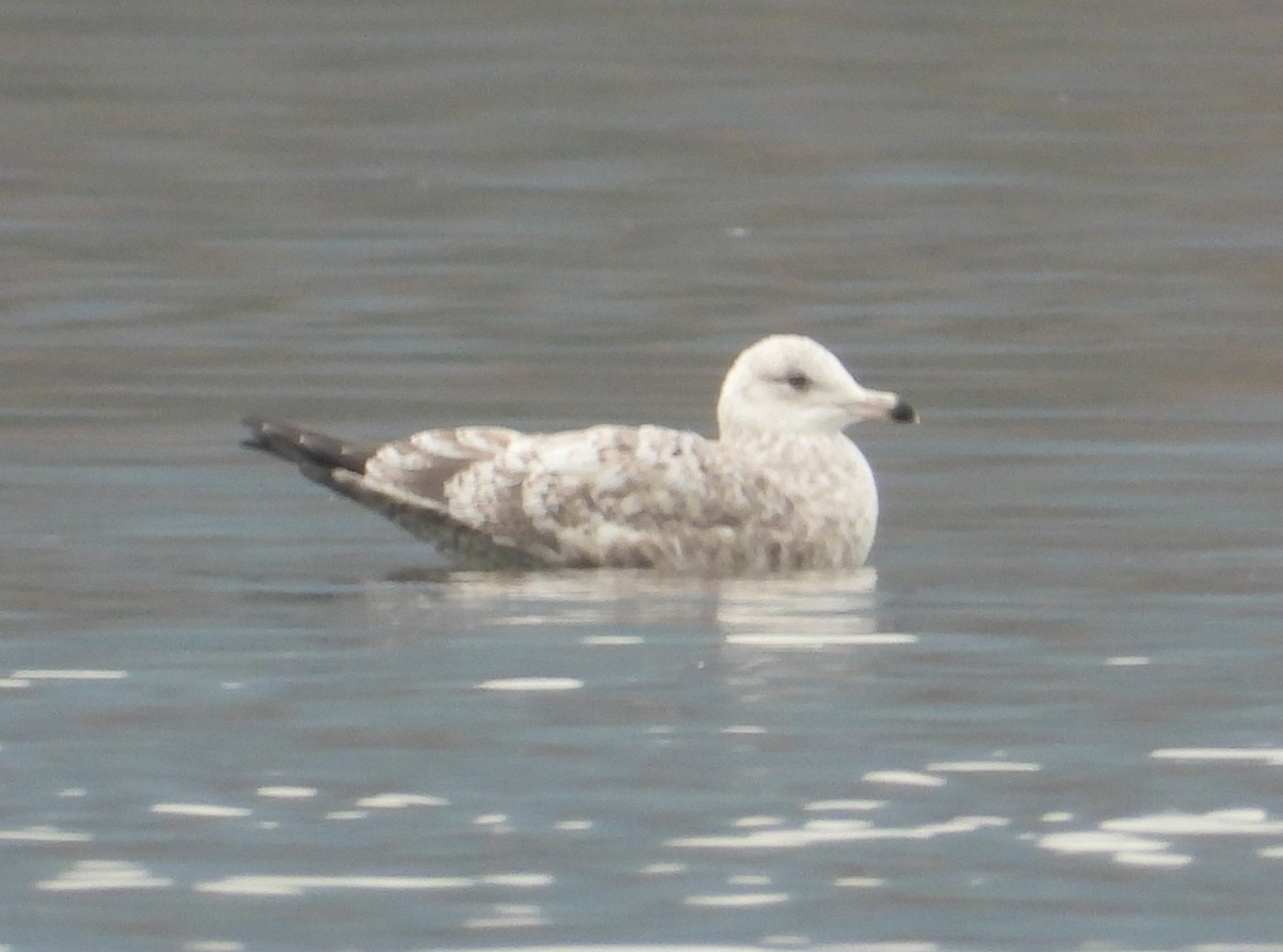 goéland ou mouette sp. - ML626046363