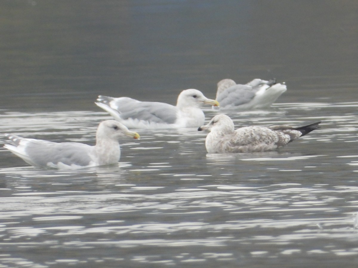 goéland ou mouette sp. - ML626046364