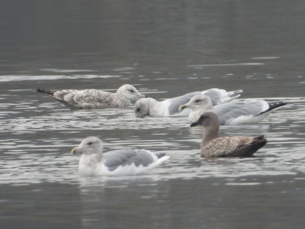 goéland ou mouette sp. - ML626046365