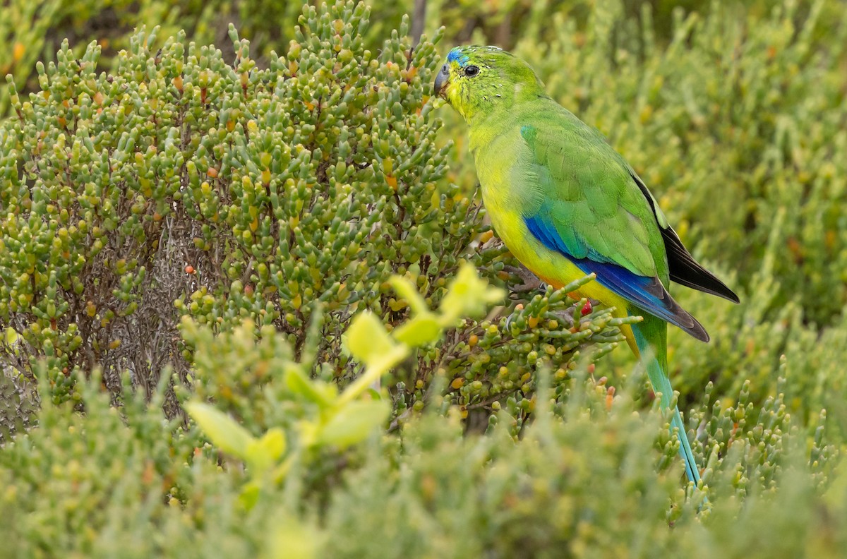 Orange-bellied Parrot - ML626046424