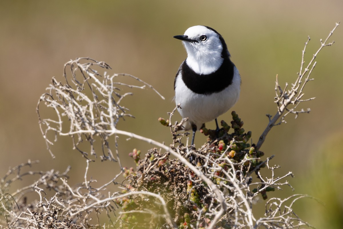 White-fronted Chat - ML626046459